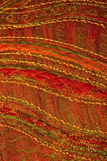 Elegant Tropical Fish c 2013 Donna Lee Dowdney