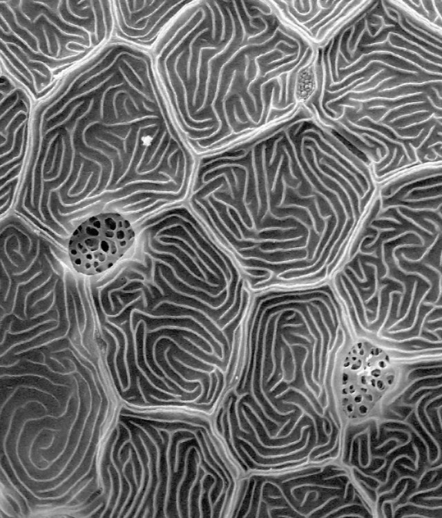 Skin on a 3dpf zebrafish larva