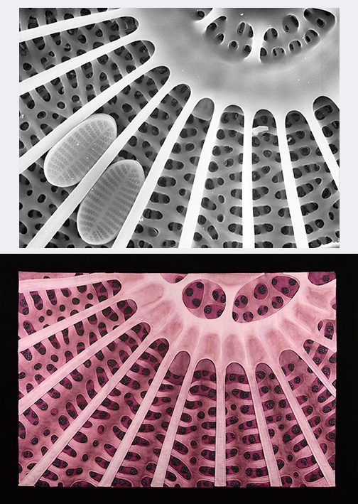 14-Stehr_Diatom7_by Carla Stehr